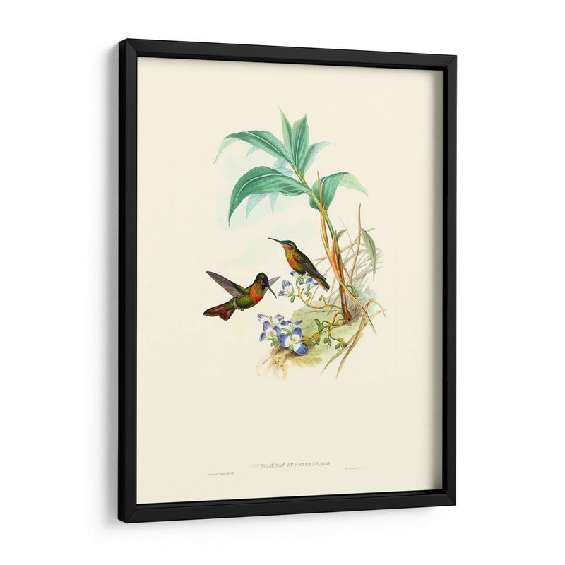 Hummingbird Delight X - John Gould | Cuadro decorativo de Canvas Lab