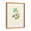 Hummingbird Delight X - John Gould | Cuadro decorativo de Canvas Lab