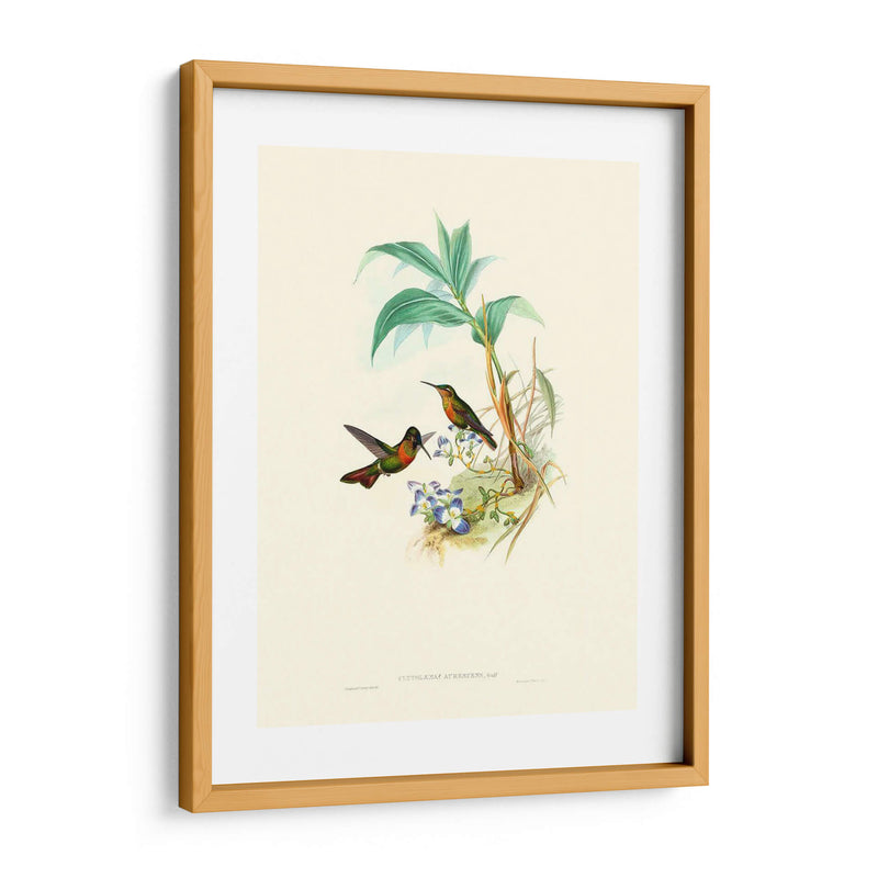 Hummingbird Delight X - John Gould | Cuadro decorativo de Canvas Lab