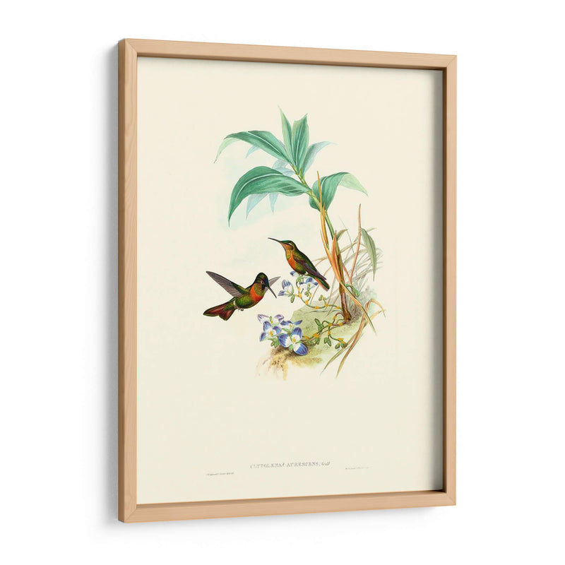 Hummingbird Delight X - John Gould | Cuadro decorativo de Canvas Lab