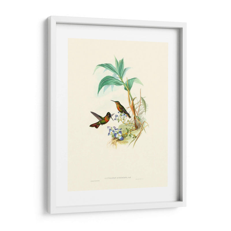 Hummingbird Delight X - John Gould | Cuadro decorativo de Canvas Lab