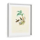 Hummingbird Delight X - John Gould | Cuadro decorativo de Canvas Lab