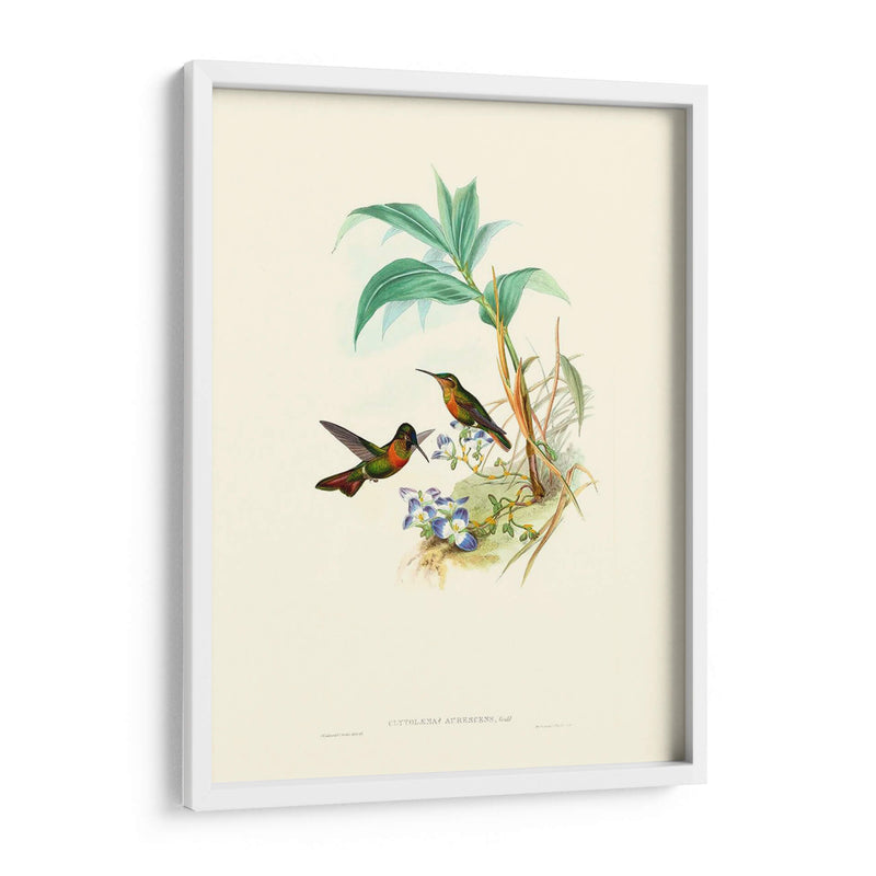 Hummingbird Delight X - John Gould | Cuadro decorativo de Canvas Lab