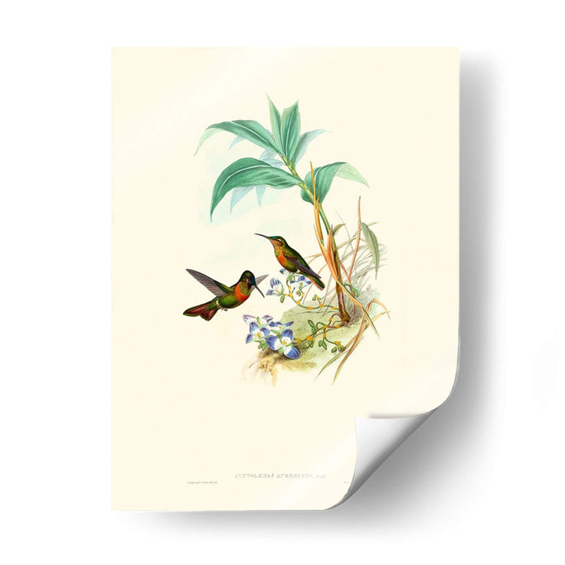 Hummingbird Delight X - John Gould | Cuadro decorativo de Canvas Lab