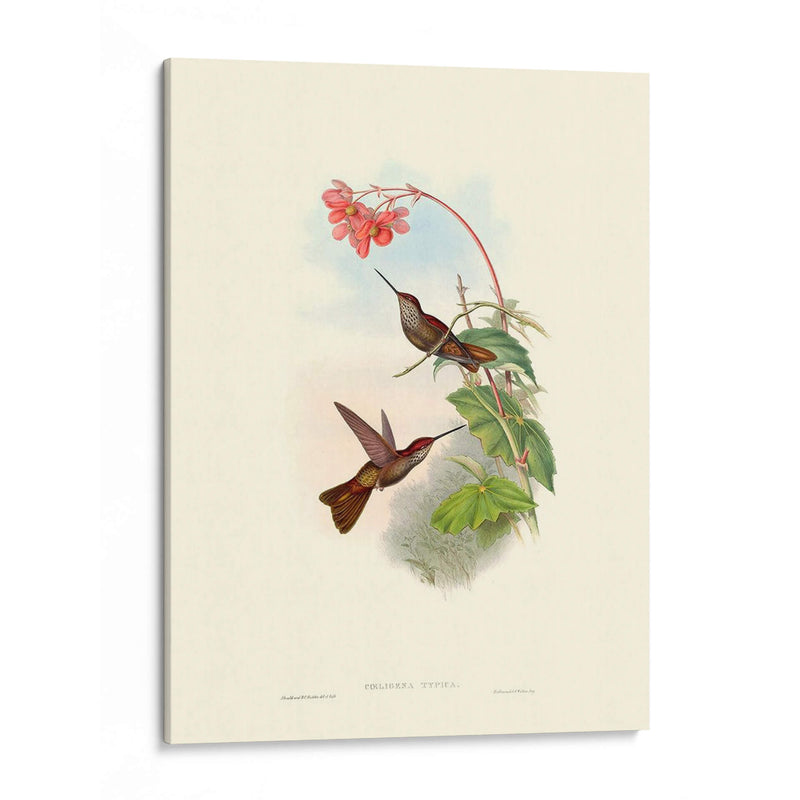 Hummingbird Delight Xi - John Gould | Cuadro decorativo de Canvas Lab