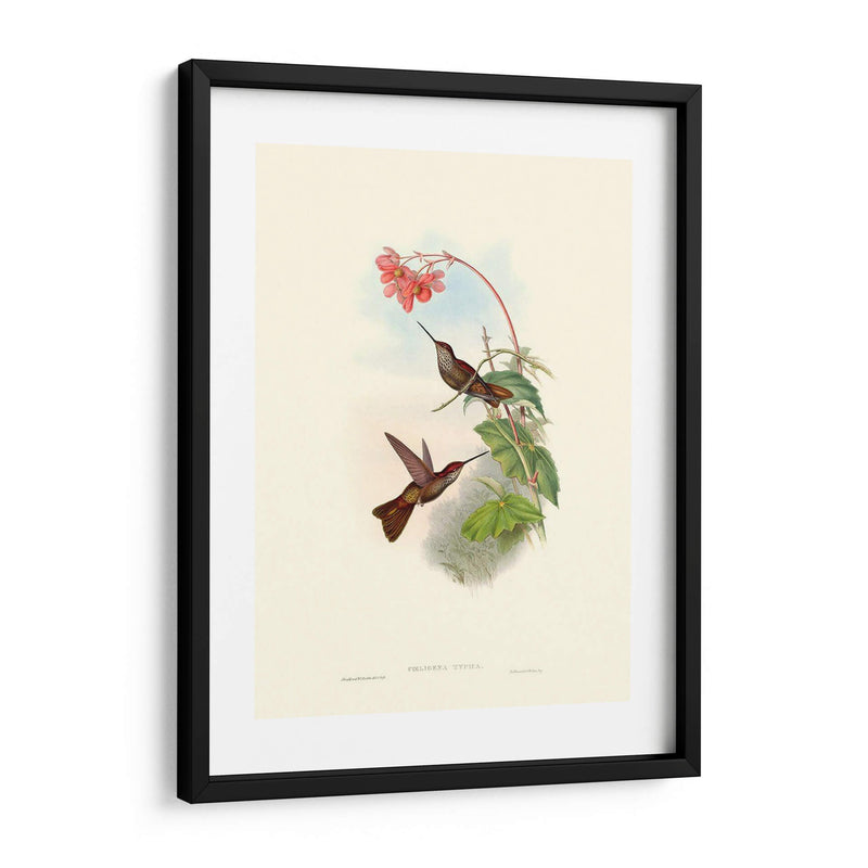 Hummingbird Delight Xi - John Gould | Cuadro decorativo de Canvas Lab