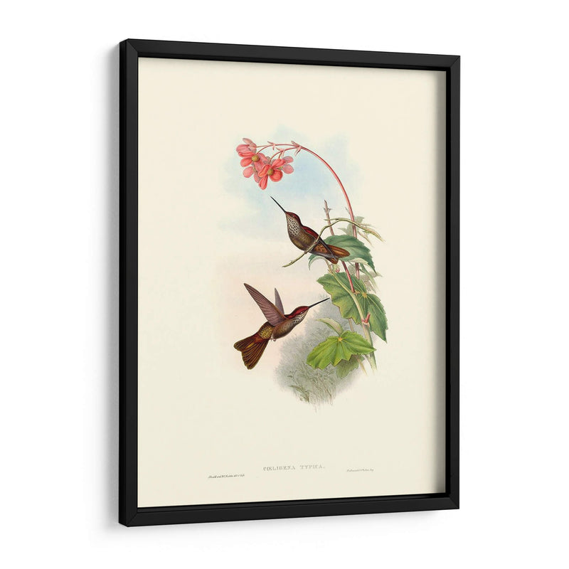 Hummingbird Delight Xi - John Gould | Cuadro decorativo de Canvas Lab