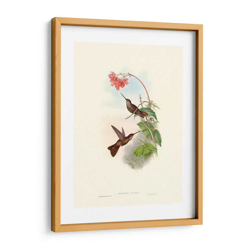 Hummingbird Delight Xi - John Gould | Cuadro decorativo de Canvas Lab