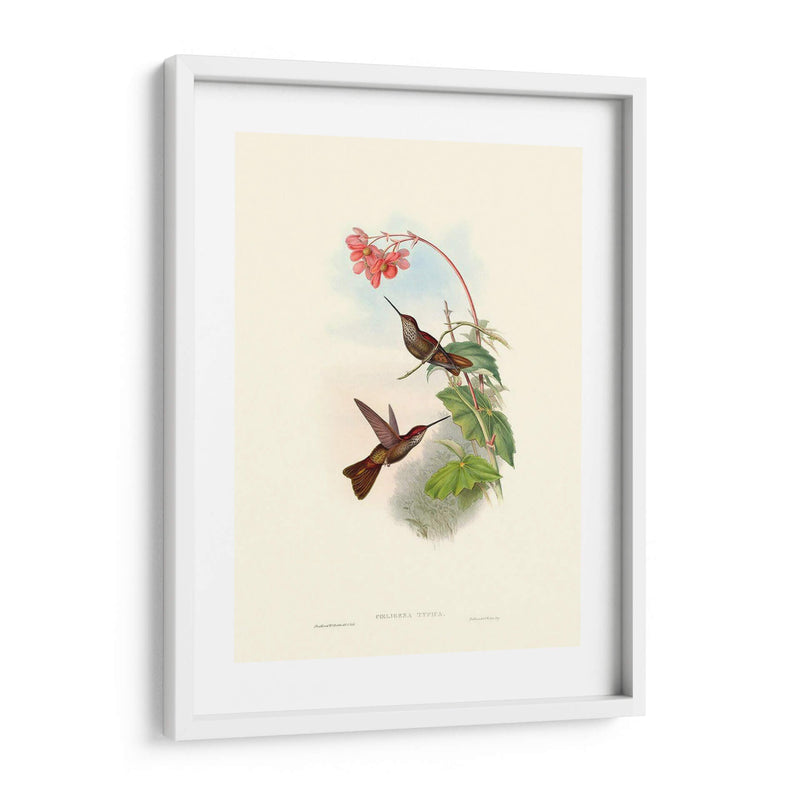 Hummingbird Delight Xi - John Gould | Cuadro decorativo de Canvas Lab