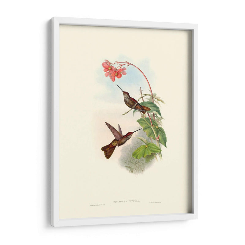 Hummingbird Delight Xi - John Gould | Cuadro decorativo de Canvas Lab