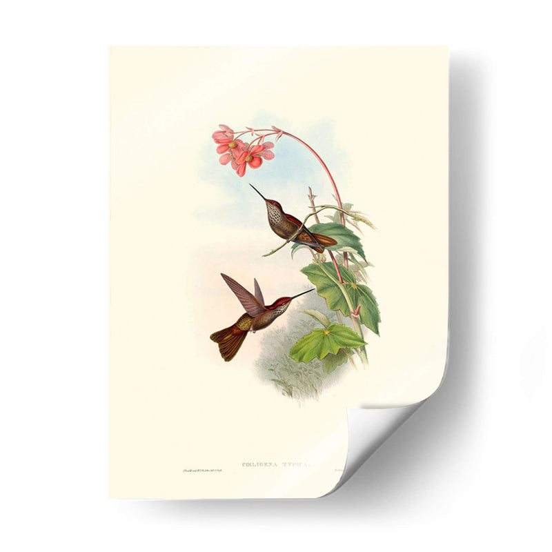 Hummingbird Delight Xi - John Gould | Cuadro decorativo de Canvas Lab