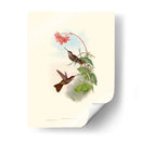 Hummingbird Delight Xi - John Gould | Cuadro decorativo de Canvas Lab