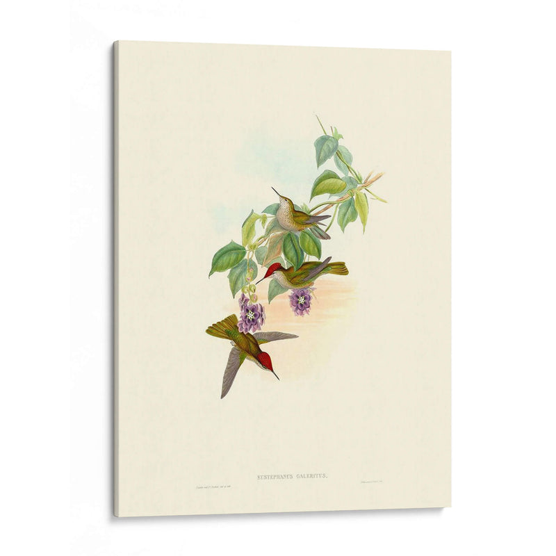 Hummingbird Delight Xii - John Gould | Cuadro decorativo de Canvas Lab