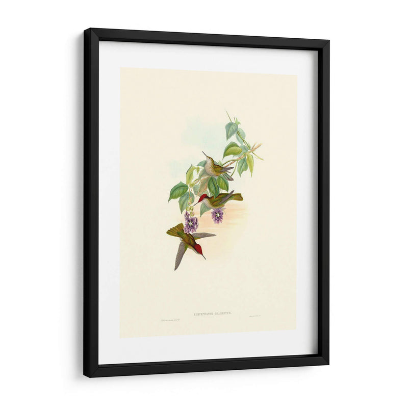 Hummingbird Delight Xii - John Gould | Cuadro decorativo de Canvas Lab