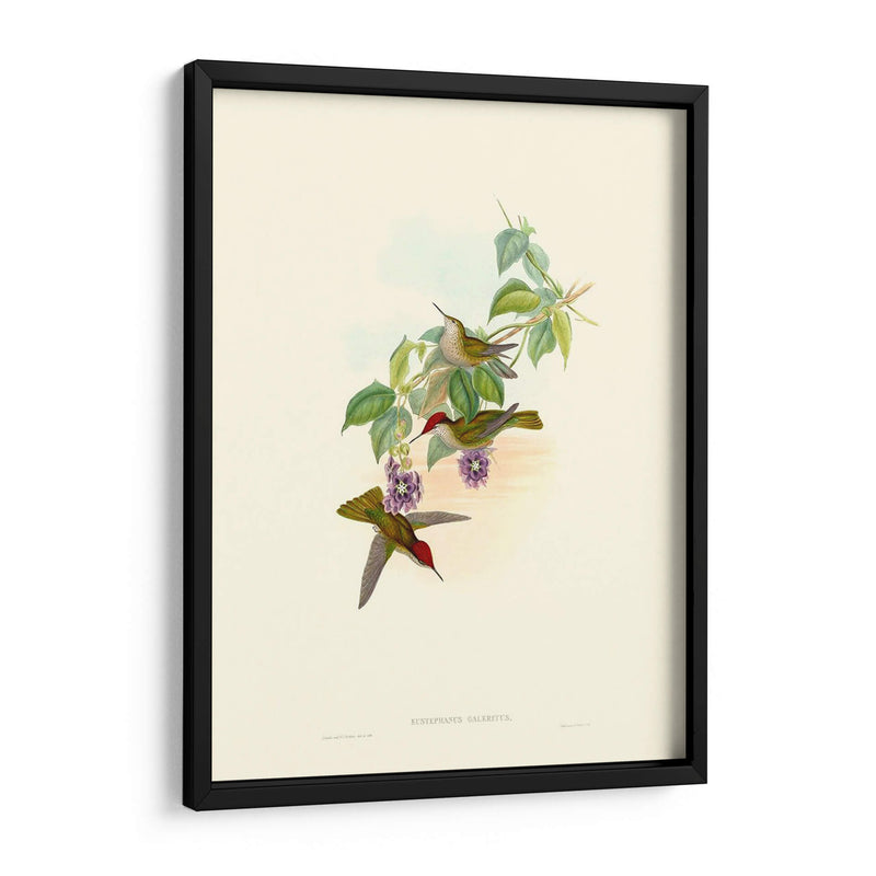 Hummingbird Delight Xii - John Gould | Cuadro decorativo de Canvas Lab