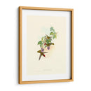 Hummingbird Delight Xii - John Gould | Cuadro decorativo de Canvas Lab
