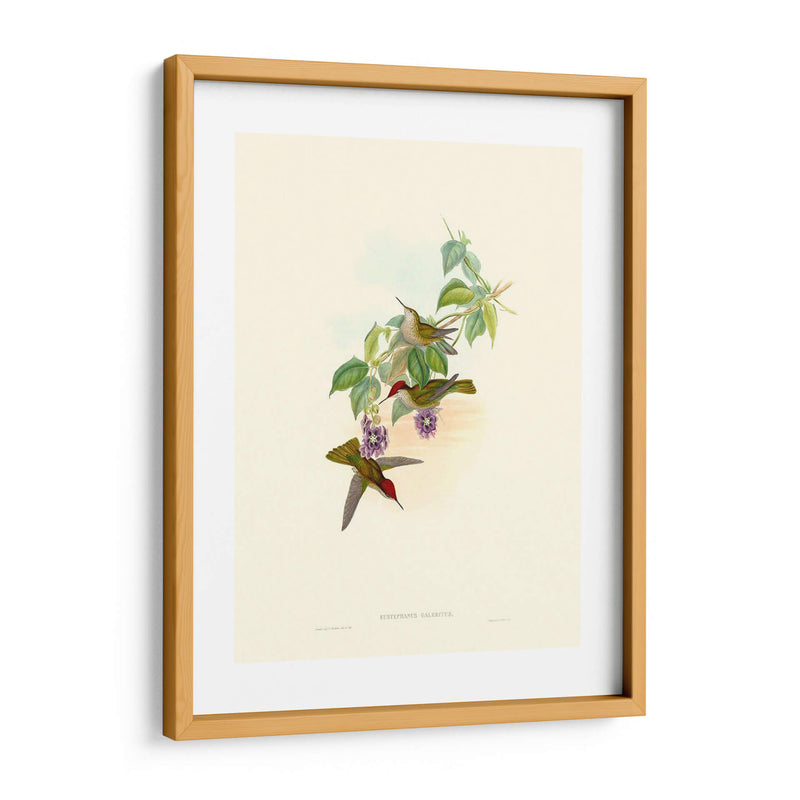 Hummingbird Delight Xii - John Gould | Cuadro decorativo de Canvas Lab