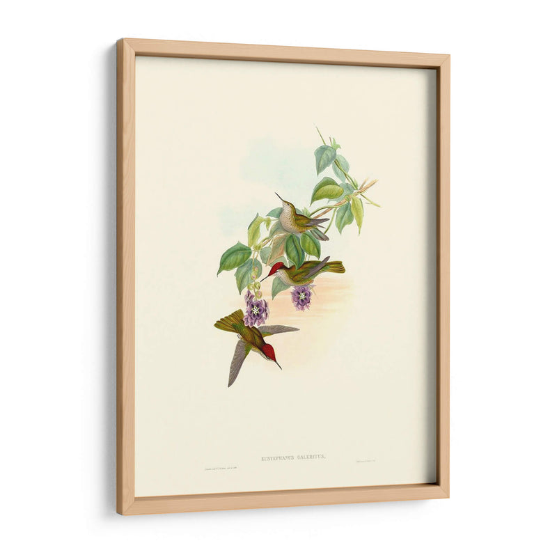 Hummingbird Delight Xii - John Gould | Cuadro decorativo de Canvas Lab