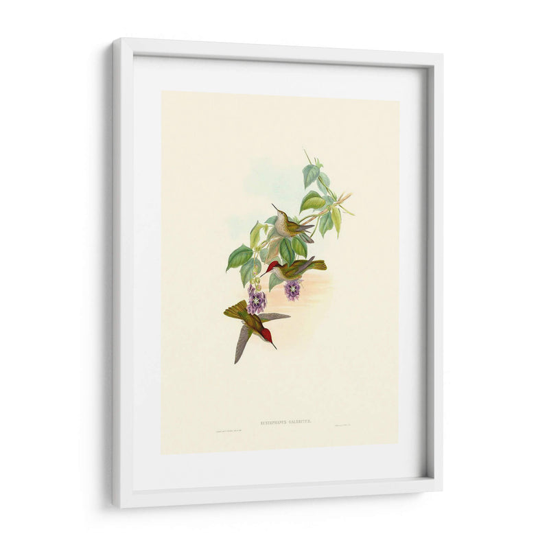 Hummingbird Delight Xii - John Gould | Cuadro decorativo de Canvas Lab