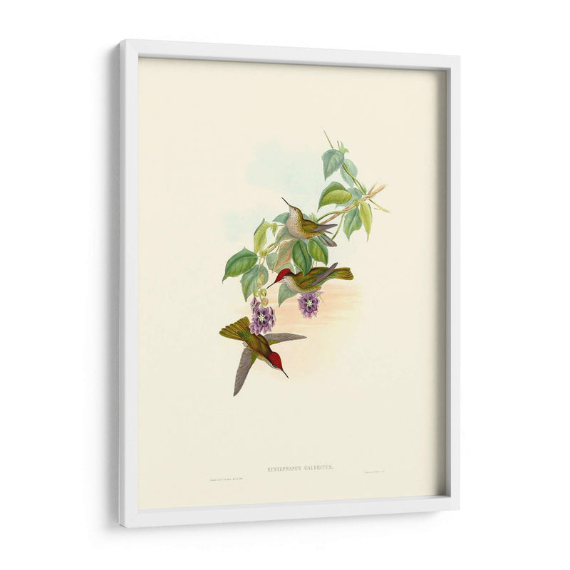 Hummingbird Delight Xii - John Gould | Cuadro decorativo de Canvas Lab