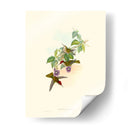 Hummingbird Delight Xii - John Gould | Cuadro decorativo de Canvas Lab