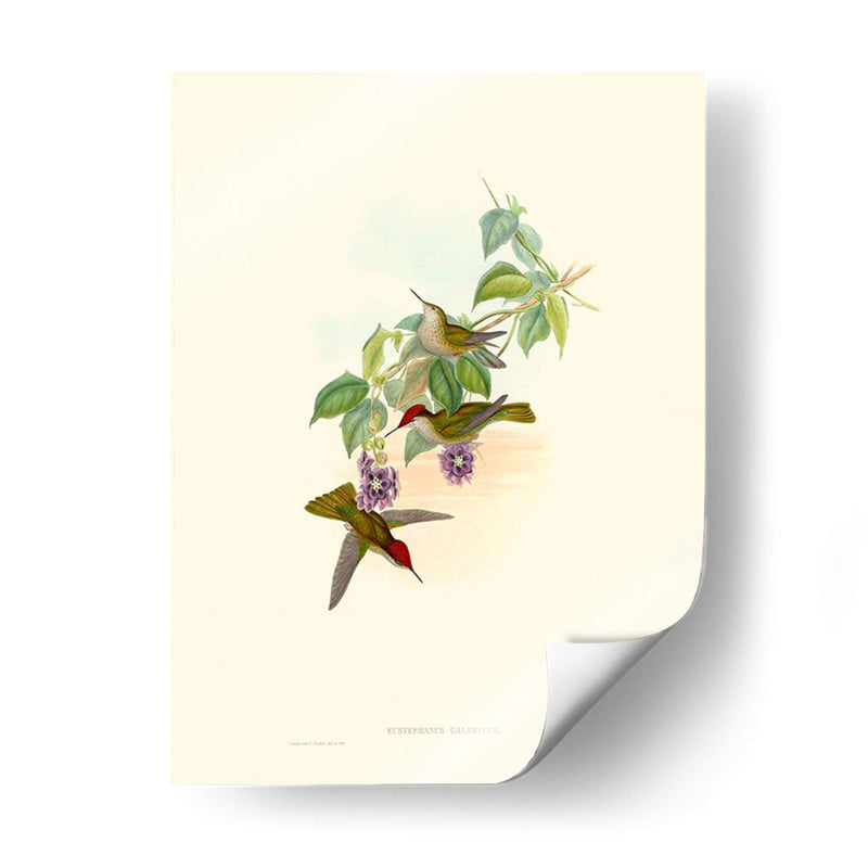 Hummingbird Delight Xii - John Gould | Cuadro decorativo de Canvas Lab