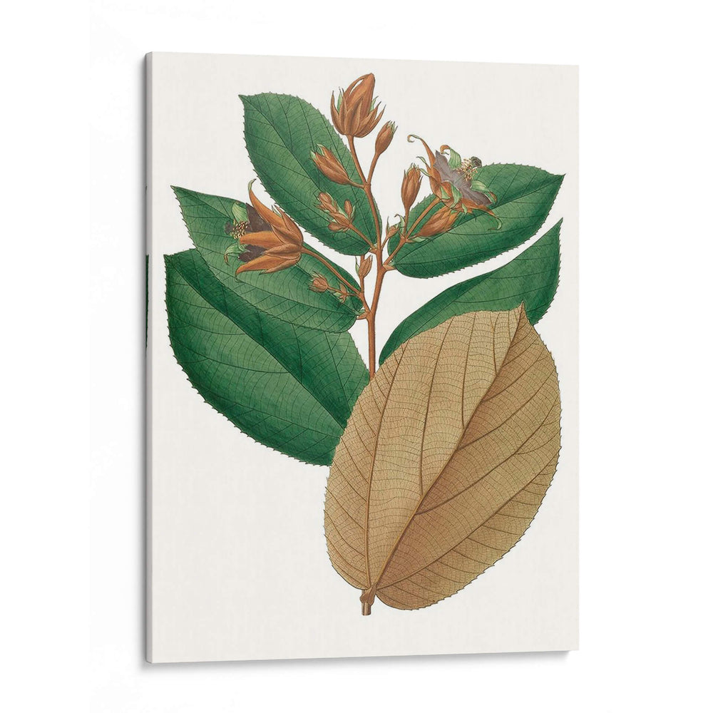 Follaje De Otoño Iii | Cuadro decorativo de Canvas Lab
