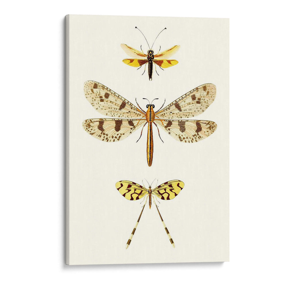 Serie De Entomología I - Blanchard | Cuadro decorativo de Canvas Lab