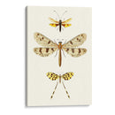 Serie De Entomología I - Blanchard | Cuadro decorativo de Canvas Lab