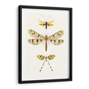 Serie De Entomología I - Blanchard | Cuadro decorativo de Canvas Lab