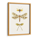 Serie De Entomología I - Blanchard | Cuadro decorativo de Canvas Lab