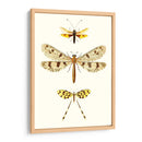 Serie De Entomología I - Blanchard | Cuadro decorativo de Canvas Lab