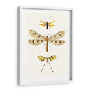 Serie De Entomología I - Blanchard | Cuadro decorativo de Canvas Lab
