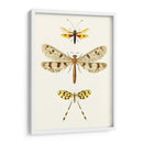 Serie De Entomología I - Blanchard | Cuadro decorativo de Canvas Lab