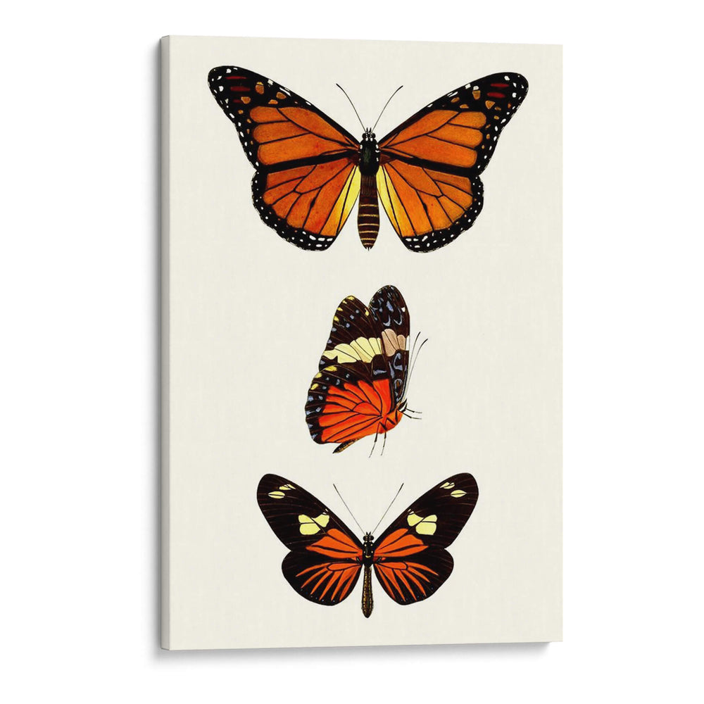 Serie De Entomología Ii - Blanchard | Cuadro decorativo de Canvas Lab