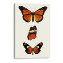 Serie De Entomología Ii - Blanchard | Cuadro decorativo de Canvas Lab