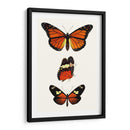 Serie De Entomología Ii - Blanchard | Cuadro decorativo de Canvas Lab