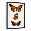 Serie De Entomología Ii - Blanchard | Cuadro decorativo de Canvas Lab