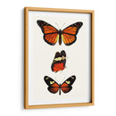 Serie De Entomología Ii - Blanchard | Cuadro decorativo de Canvas Lab