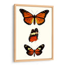 Serie De Entomología Ii - Blanchard | Cuadro decorativo de Canvas Lab