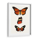 Serie De Entomología Ii - Blanchard | Cuadro decorativo de Canvas Lab