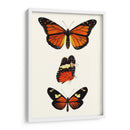 Serie De Entomología Ii - Blanchard | Cuadro decorativo de Canvas Lab