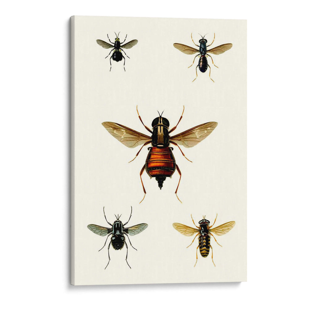 Entomología Serie Iii - Blanchard | Cuadro decorativo de Canvas Lab
