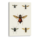 Entomología Serie Iii - Blanchard | Cuadro decorativo de Canvas Lab