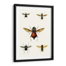 Entomología Serie Iii - Blanchard | Cuadro decorativo de Canvas Lab
