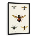 Entomología Serie Iii - Blanchard | Cuadro decorativo de Canvas Lab
