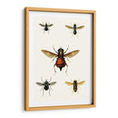 Entomología Serie Iii - Blanchard | Cuadro decorativo de Canvas Lab
