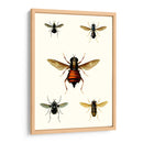 Entomología Serie Iii - Blanchard | Cuadro decorativo de Canvas Lab