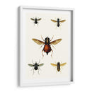 Entomología Serie Iii - Blanchard | Cuadro decorativo de Canvas Lab