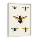Entomología Serie Iii - Blanchard | Cuadro decorativo de Canvas Lab